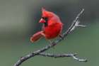 Male Northern Cardinal in winter, Kentucky Art Print